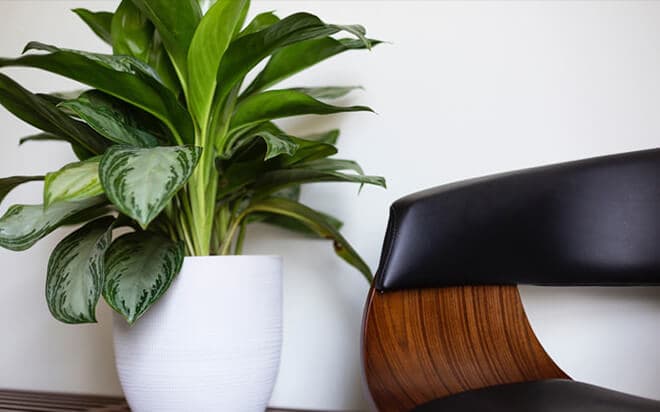 Bring nature to your room